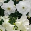 Collection Narcisses Blancs -Jardin De Fleurs Magasin Collection Narcisses Blancs 82852 1