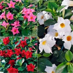 Collection De 3 DipladÃ©nias Diamantina Jade