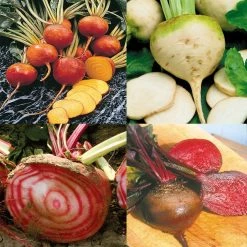 Collection De 4 Betteraves ColorÃ©es Bio