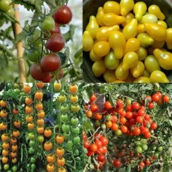 Collection De 4 Tomates ApÃ©ritif - Tomate-cerise Et Cocktail