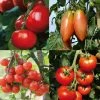 Collection De 4 Tomates Hybrides F1 -Jardin De Fleurs Magasin Collection de 4 tomates hybrides F1 70041 1 1