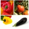 Collection "Ratatouille" De 5 Plants Potagers GREFFES -Jardin De Fleurs Magasin Collection de 5 plants potagers greff s 4248 1