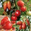 Collection De 5 Tomates En Plants GREFFES -Jardin De Fleurs Magasin Collection de 5 tomates en plants greffes 4046 1 1