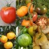 Collection De 6 Tomates ColorÃ©es -Jardin De Fleurs Magasin Collection de 6 tomates colorees 70038 1 1