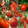 Collection De 8 Tomates De Formes VariÃ©es -Jardin De Fleurs Magasin Collection de 8 tomates de formes variees 70039 1 1