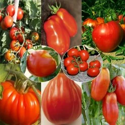 Collection De 8 Tomates De Formes VariÃ©es