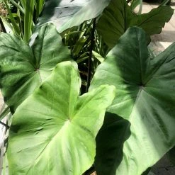Colocasia Black Stem - Oreille D'ElÃ©phant