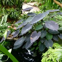 Colocasia Black Magic - Oreille D'ElÃ©phant