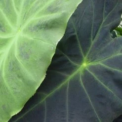Colocasia Dragon Heart Giant - Oreille D'Ã©lÃ©phant