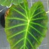 Colocasia Imperial Gigante - Oreille D'ElÃ©phant -Jardin De Fleurs Magasin Colocasia Imperial Gigante 83273 1