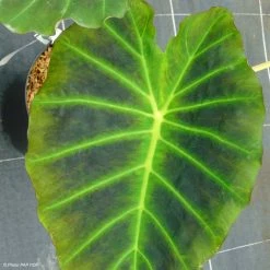 Colocasia Imperial Gigante - Oreille D'ElÃ©phant