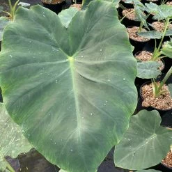 Colocasia Jack's Giant - Oreille D'Ã©lÃ©phant