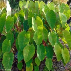Colocasia Pink China - Oreille D'ElÃ©phant