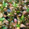 Coprosma Evening Glow -Jardin De Fleurs Magasin Coprosma Evening Glow 83276 1
