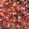 Coprosma (x) Repens Fire Burst -Jardin De Fleurs Magasin Coprosma x repens Fire Burst IF 16236 1