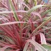 Cordyline Can Can -Jardin De Fleurs Magasin Cordyline Can Can 84799 1