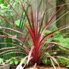 Cordyline Australis Cherry Sensation 3 Cordyline Australis Cherry Sensation -Jardin De Fleurs Magasin Cordyline australis Cherry Sensation 1004552 1