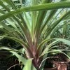 Cordyline Australis Peko -Jardin De Fleurs Magasin Cordyline australis Peko copyright 8998111 1