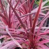 Cordyline Australis Pink Passion -Jardin De Fleurs Magasin Cordyline australis Pink passion 832772 1 2