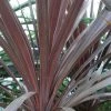 Cordyline Australis Red Star -Jardin De Fleurs Magasin Cordyline australis Red Star 7900 1