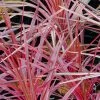 Cordyline Australis Southern Splendour 3 Cordyline Australis Southern Splendour -Jardin De Fleurs Magasin Cordyline australis Southern Splendour 83278 1