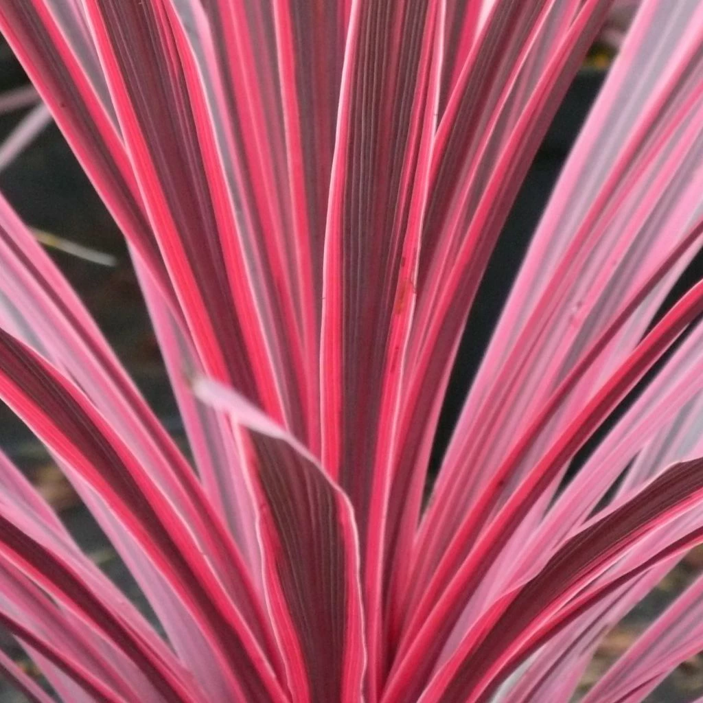 Cordyline Australis Sunrise 1 Cordyline Australis Sunrise