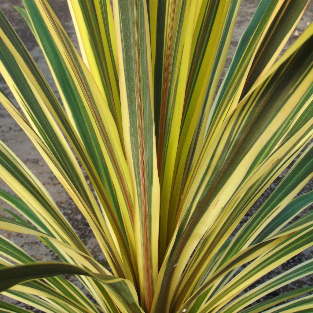 Cordyline Australis Torbay Dazzler 1 Cordyline Australis Torbay Dazzler