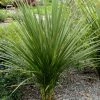 Cordyline Indivisa -Jardin De Fleurs Magasin Cordyline indivisa v 7219 1