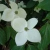 Cornus Eddie's White Wonder - Cornouiller Hybride. -Jardin De Fleurs Magasin Cornus Eddie s White Wonder 83894 1