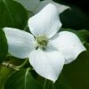 Cornus Kousa China Girl - Cornouiller Du Japon Blanc -Jardin De Fleurs Magasin Cornus Kousa China Girl 7864 1