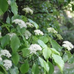 Cornus Alternifolia - Cornouiller Ã  Feuilles Alternes