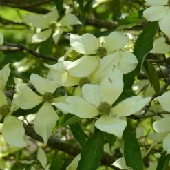Cornus Capitata - Cornouiller De L'Himalaya