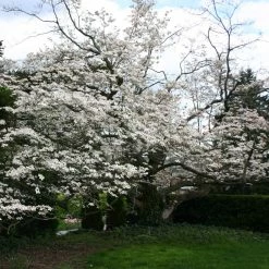 Cornus Florida - Cornouiller Ã  Fleurs D'AmÃ©rique