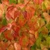 Cornus Sanguinea Magic Flame - Cornouiller Sanguin -Jardin De Fleurs Magasin Cornus sanguinea Magic Flame 84018 1