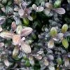 Corokia Virgata Frosted Chocolate - Corokie -Jardin De Fleurs Magasin Corokia virgata Frosted chocolate V 16238 1
