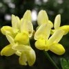 Coronille - Coronilla Valentina Subsp. Glauca Citrina -Jardin De Fleurs Magasin Coronilla valentina subsp glauca Citrina 82796 1