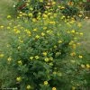 Coronille - Coronilla Valentina Subsp. Glauca Selection -Jardin De Fleurs Magasin Coronilla valentina subsp glauca Selection 82797 1
