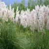 Cortaderia Selloana Mini Silver Pampas - Herbe De La Pampa Naine -Jardin De Fleurs Magasin Cortaderia selloana Mini Silver Pampas Herbe de la pampa naine IF 17896 1