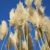 Cortaderia Selloana Sunningdale Silver -Jardin De Fleurs Magasin Cortaderia selloana Sunningdale Silver 81126 1