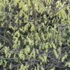 Corylopsis Spicata - Faux Noisetier -Jardin De Fleurs Magasin Corylopsis spicata ld wallygrom 781583 1