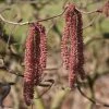 Noisetier Tortueux Pourpre - Corylus Avellana Red Majestic -Jardin De Fleurs Magasin Corylus red majestic copyright sapho 7625 1