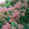 Cotinus Smokey Joe - Arbre Ã  Perruque Nain. -Jardin De Fleurs Magasin Cotinus Smokey Joe 85475 1