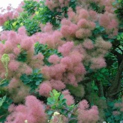 Cotinus Smokey Joe - Arbre Ã  Perruque Nain.