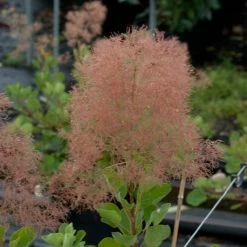 Cotinus Coggygria - Arbre Ã  Perruques