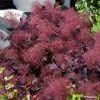 Cotinus Coggygria Dusky Maiden - Arbre Ã  Perruques -Jardin De Fleurs Magasin Cotinus coggygria Dusky Maiden 781666 1 1