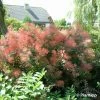 Cotinus Coggygria Red Spirit - Arbre Ã  Perruque -Jardin De Fleurs Magasin Cotinus coggygria Red Spirit 100085 1 1