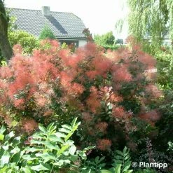 Cotinus Coggygria Red Spirit - Arbre Ã  Perruque