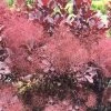 Cotinus Coggygria Winecraft Black - Arbre Ã  Perruque -Jardin De Fleurs Magasin Cotinus coggygria Winecraft Black 87090 1