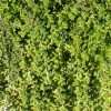 Cotoneaster Adpressus - CotonÃ©aster Rampant. -Jardin De Fleurs Magasin Cotoneaster adpressus 84025 1