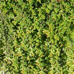 Cotoneaster Adpressus - CotonÃ©aster Rampant.